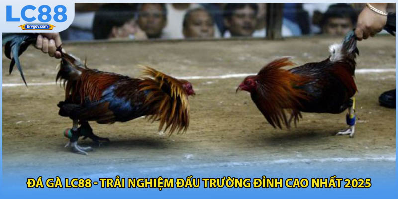 Đá Gà LC88 - Trải Nghiệm Đấu Trường Đỉnh Cao Nhất 2025